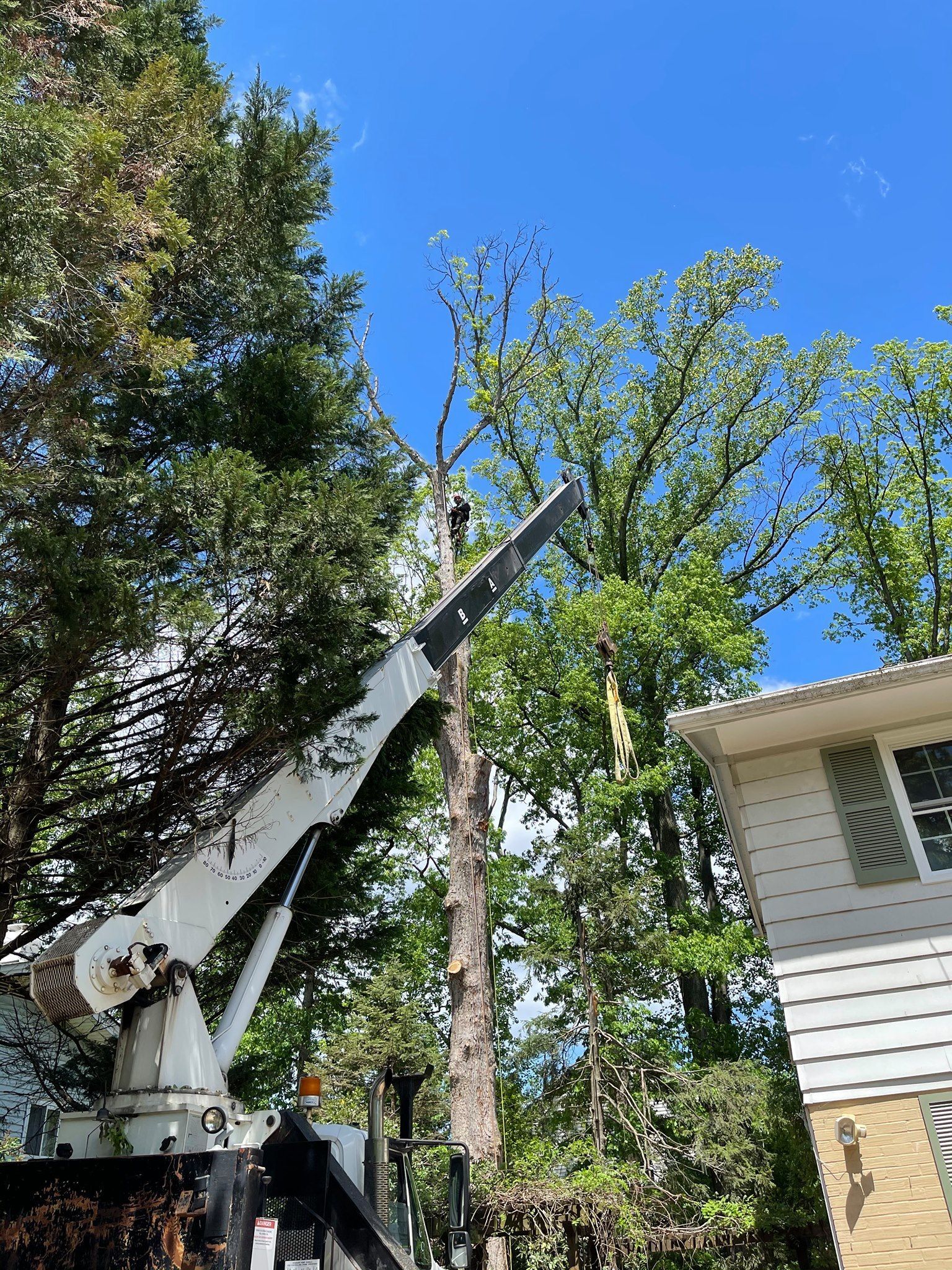 A crane removing a tree, next to a white house under a blue sky.