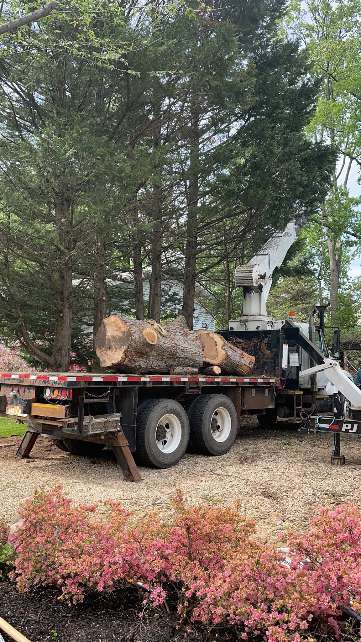 Tree trunk on truck, loaded by crane; trees and bushes in the background.