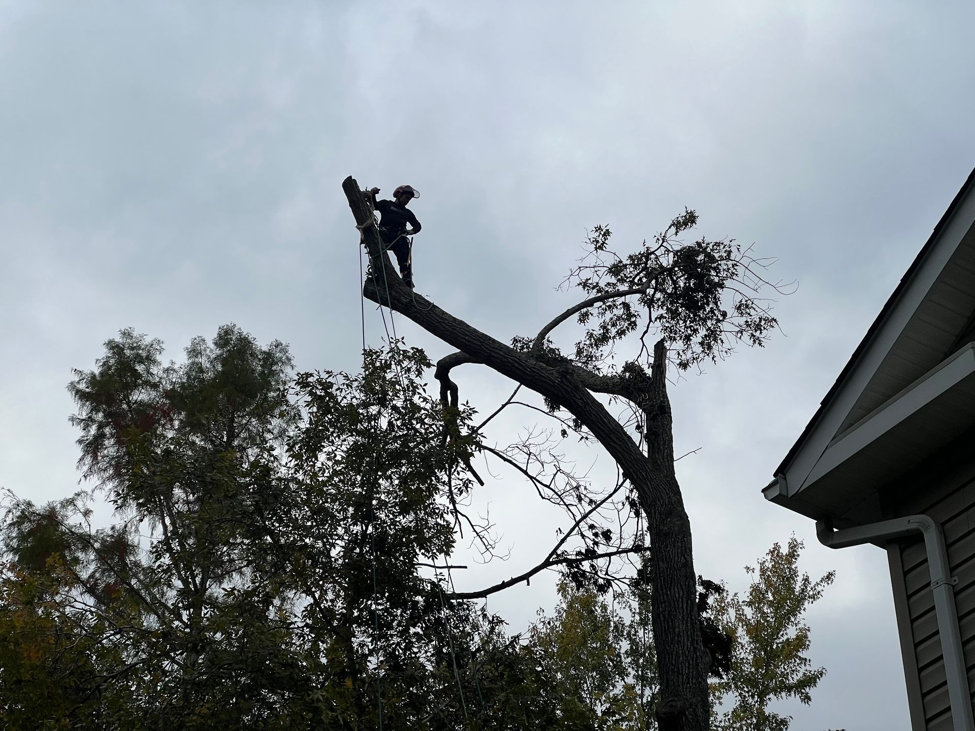 Arborist trimming a tree near a house; cloudy sky overhead.