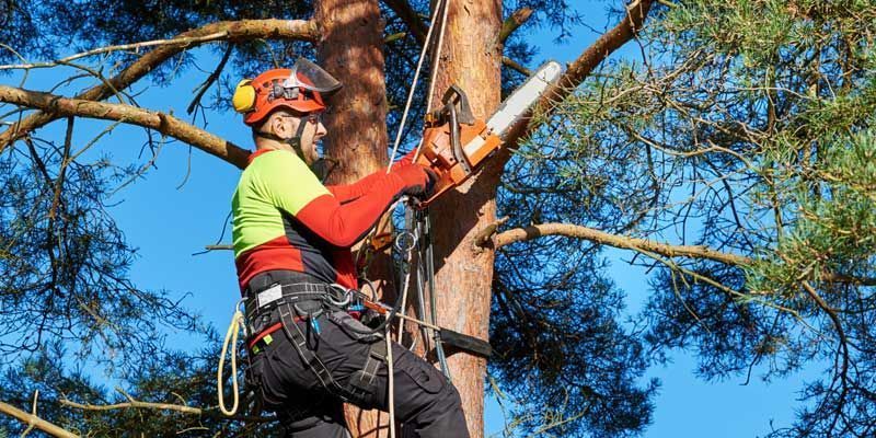 Arborist using a chainsaw while secured in a tree, wearing safety gear against a blue sky.