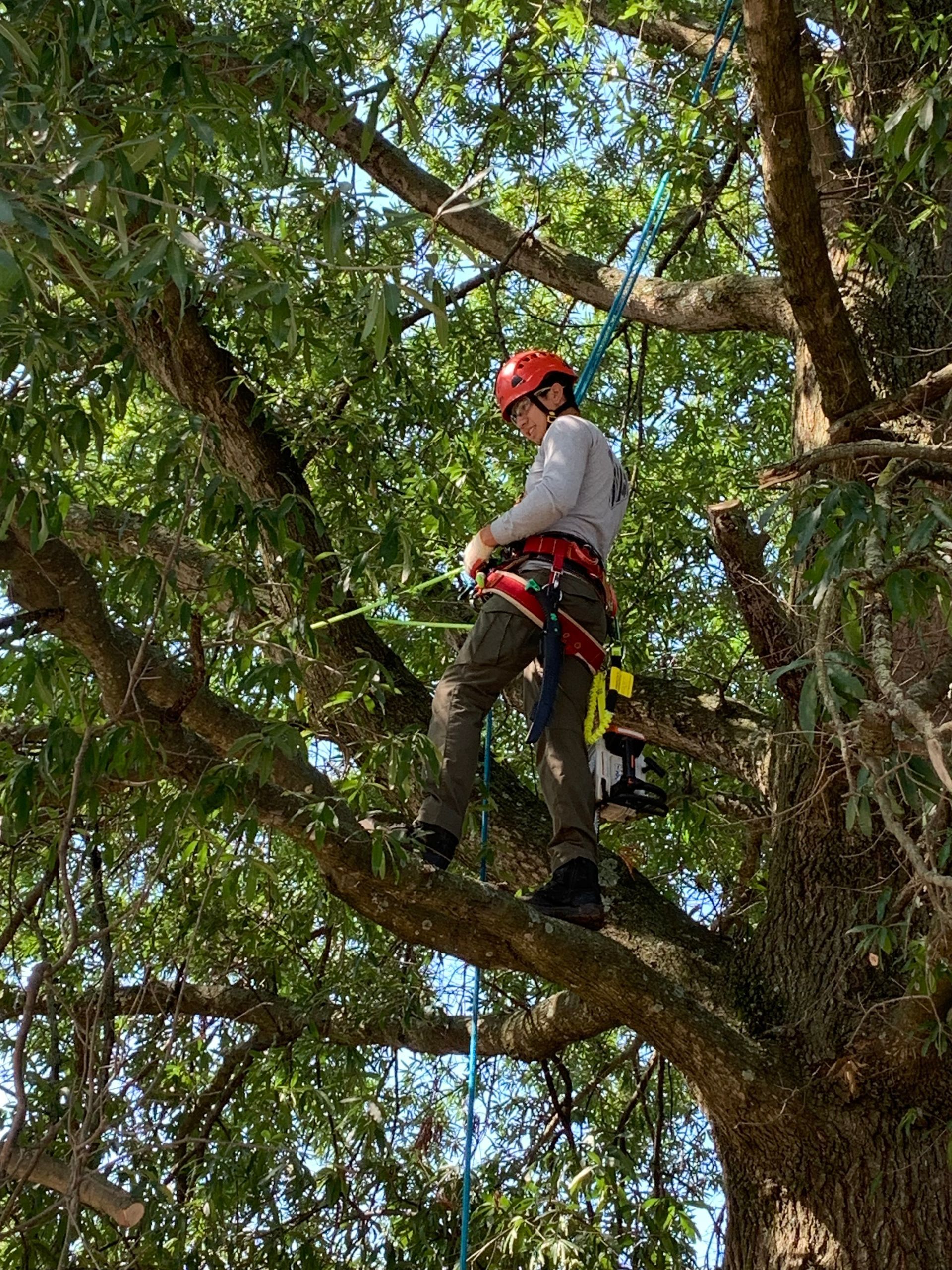 Arborist in red helmet and harness, climbing a tree. Blue rope visible, sunny day.