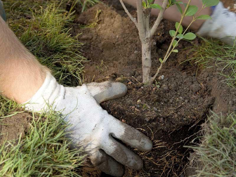 Person planting a small tree in soil, wearing gardening gloves.