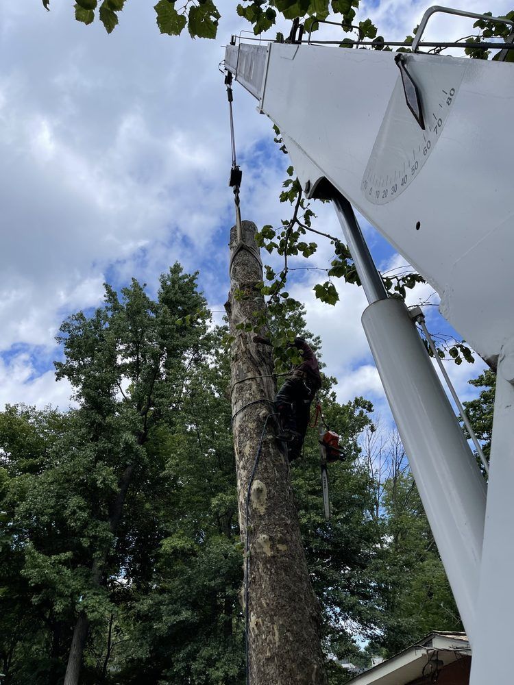 Man in tree being cut by a chainsaw, suspended by a crane. Outdoors, partly cloudy sky.