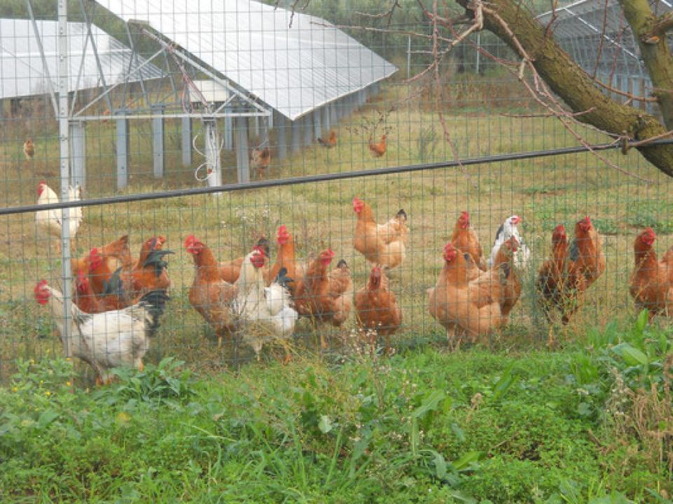 Galline