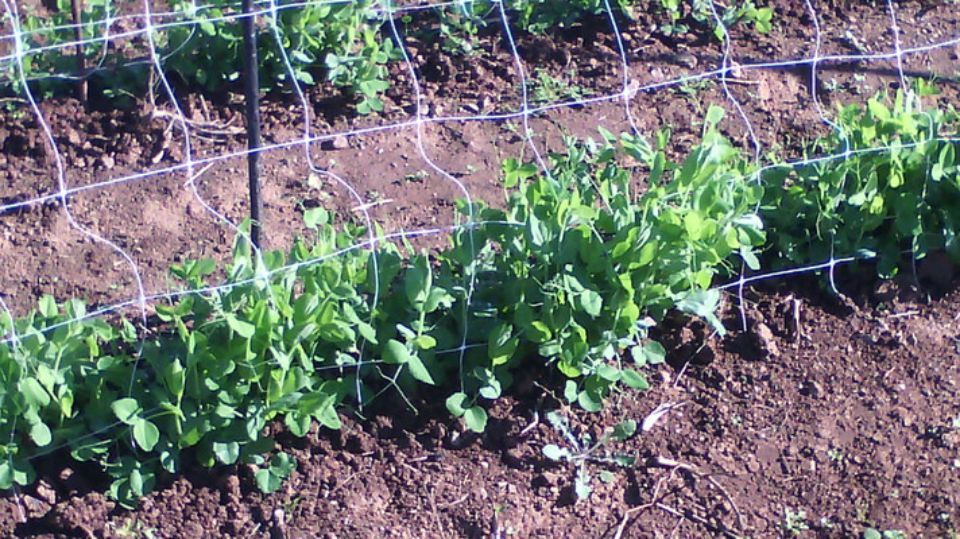 Insalata