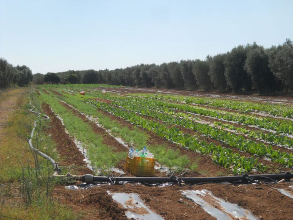 Campo