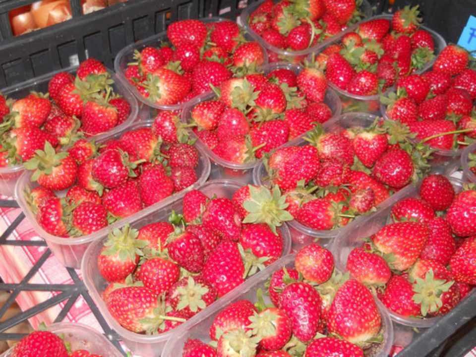 Fragole