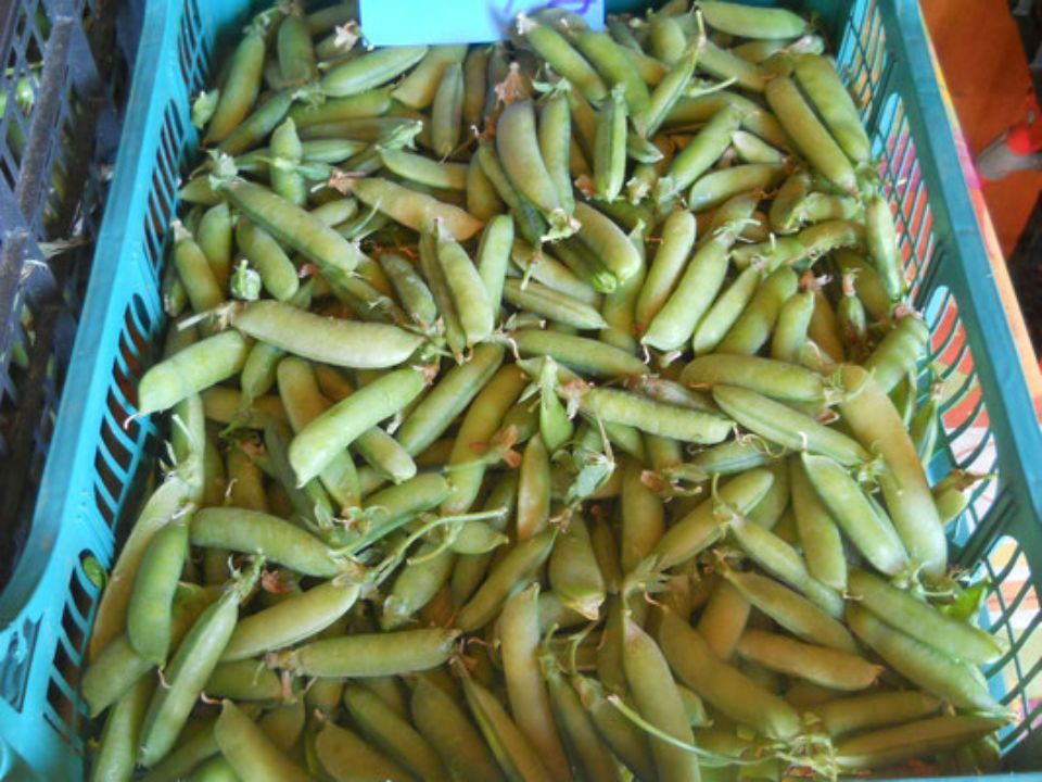 Piselli