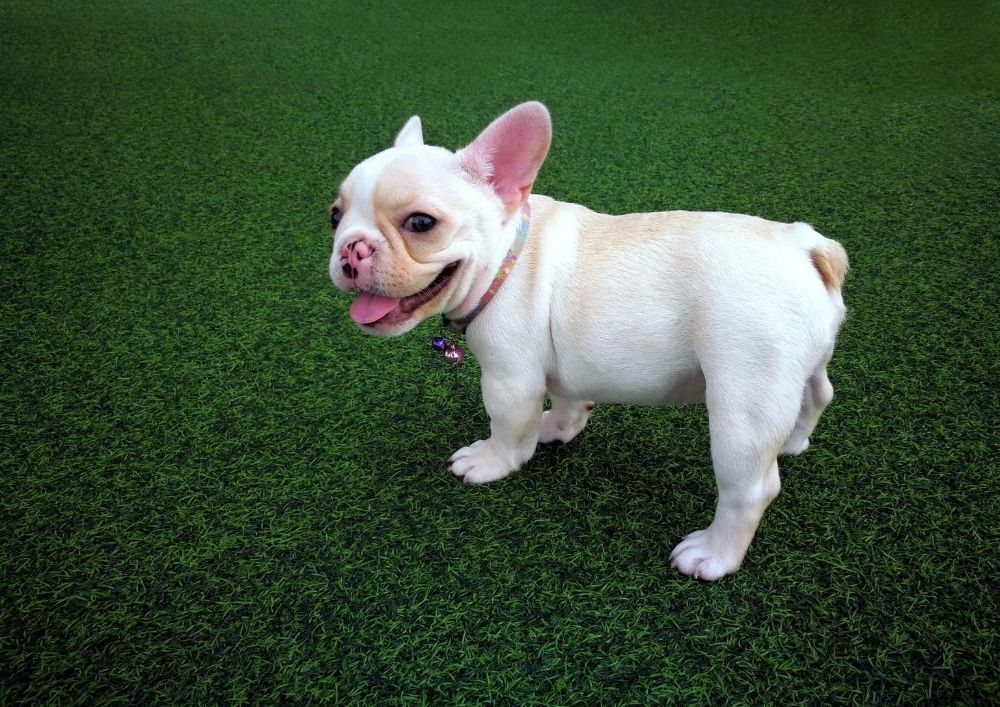 dog on artificial turf in Peterborough