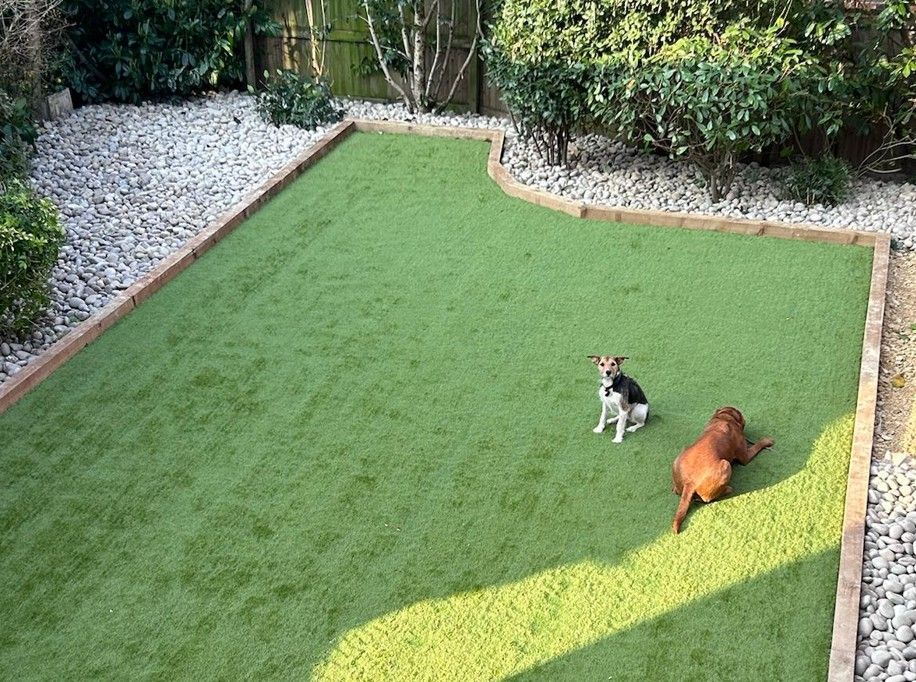 dog on artificial turf in Woodston