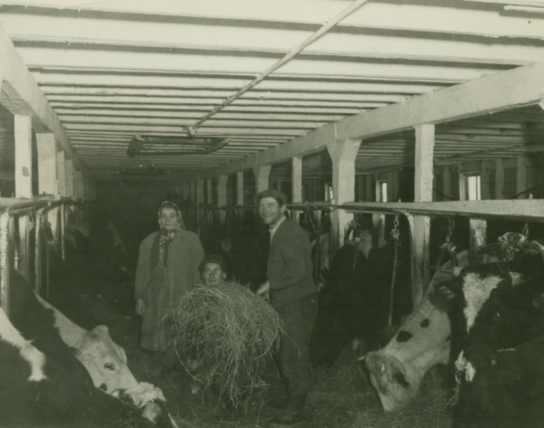 774_parents_in_cow_barn