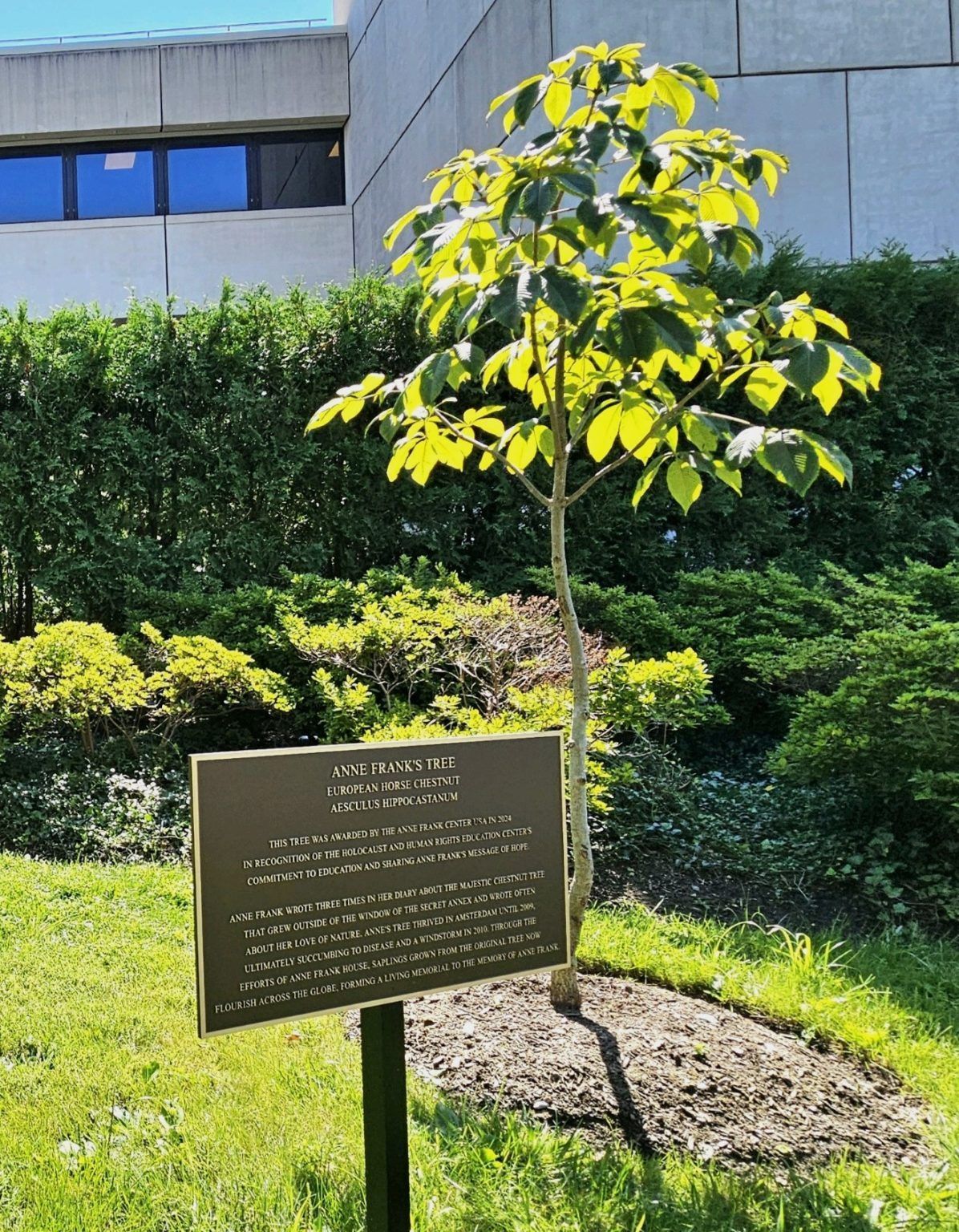 Sapling w plaque 2 Sapling w plaque 2