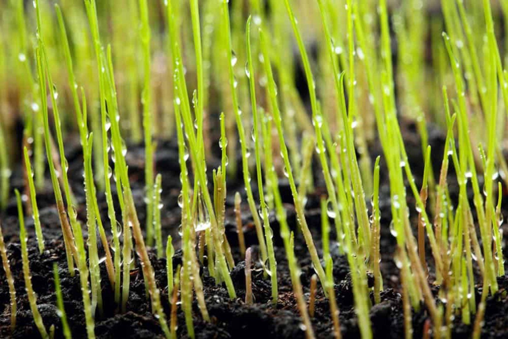 Grass Seed - Grass Seed in Hanover, PA