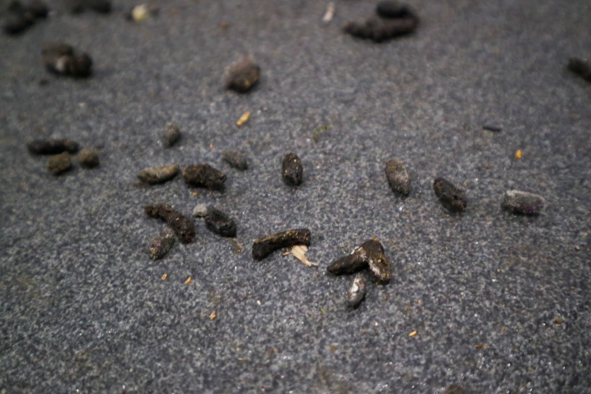Scattered animal droppings on dark pavement, including a few lighter-colored pieces