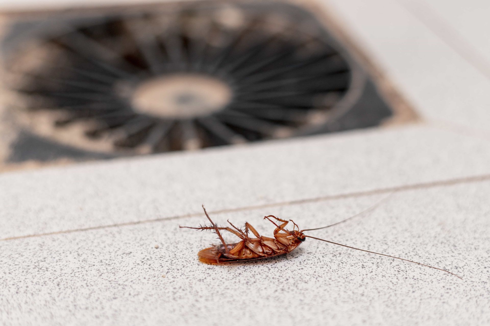 Dead cockroach on a tiled floor near a drain