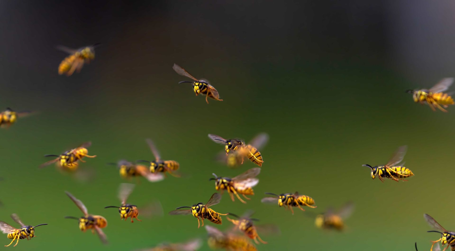 Bees flying over green grass, with several blurred in motion