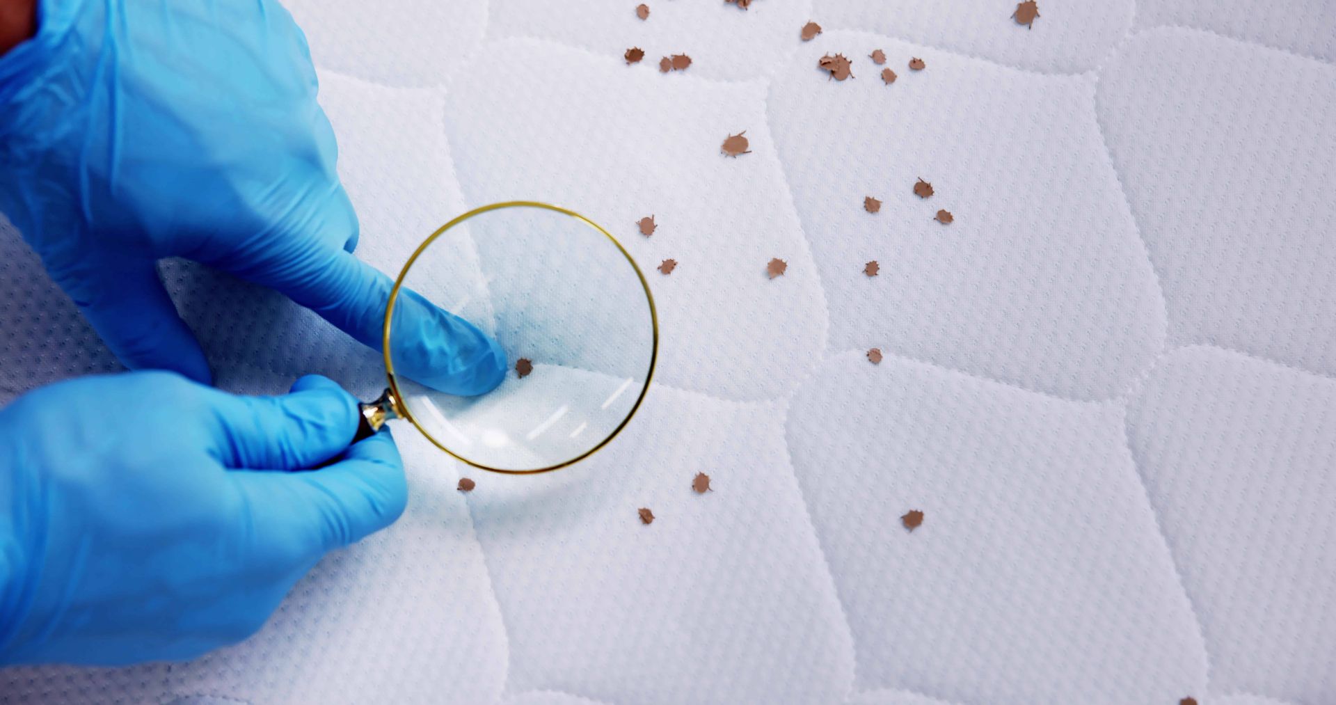 Blue-gloved hand using a magnifying glass to inspect tiny brown insects on a white quilted surface