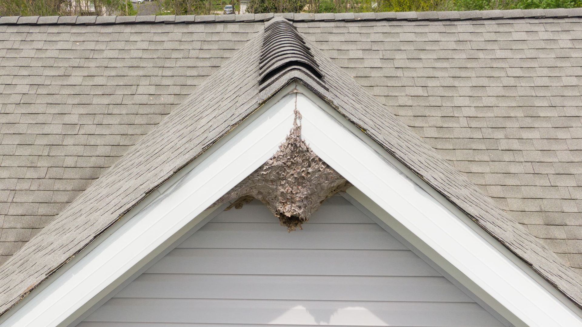 Bird nest built under the peak of a white house roof with gray shingles.
