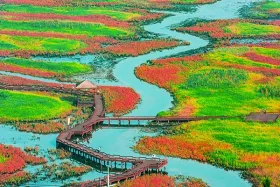 A winding boardwalk crossing colorful wetlands with vibrant green and red vegetation surrounding calm waterways.