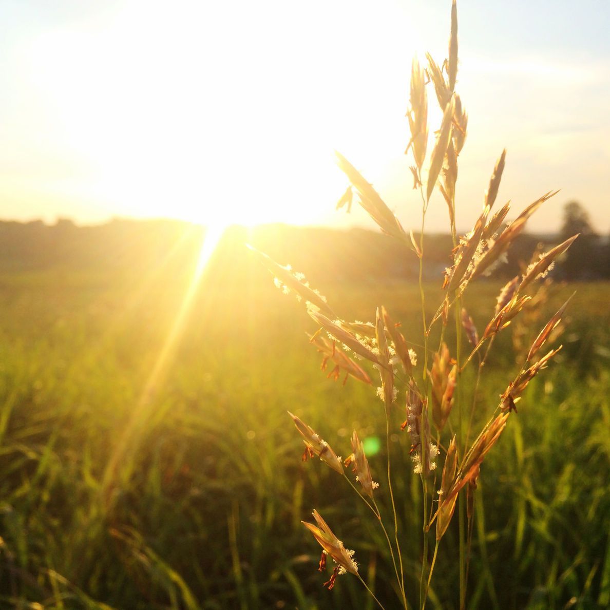 Sunlit wheat stalks in a field at sunrise, glowing golden in warm backlight