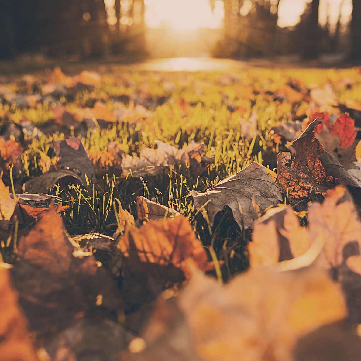 Autumn leaves scattered across grass in warm golden sunset light