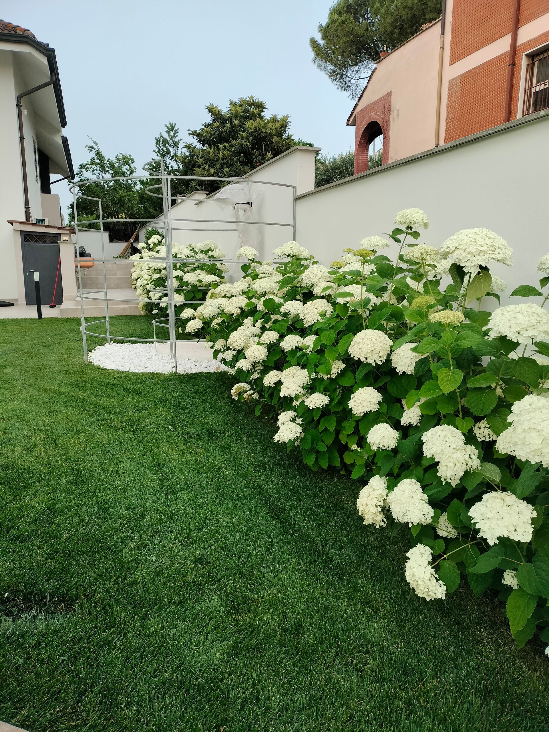 Un giardino con fiori bianchi e foglie verdi
