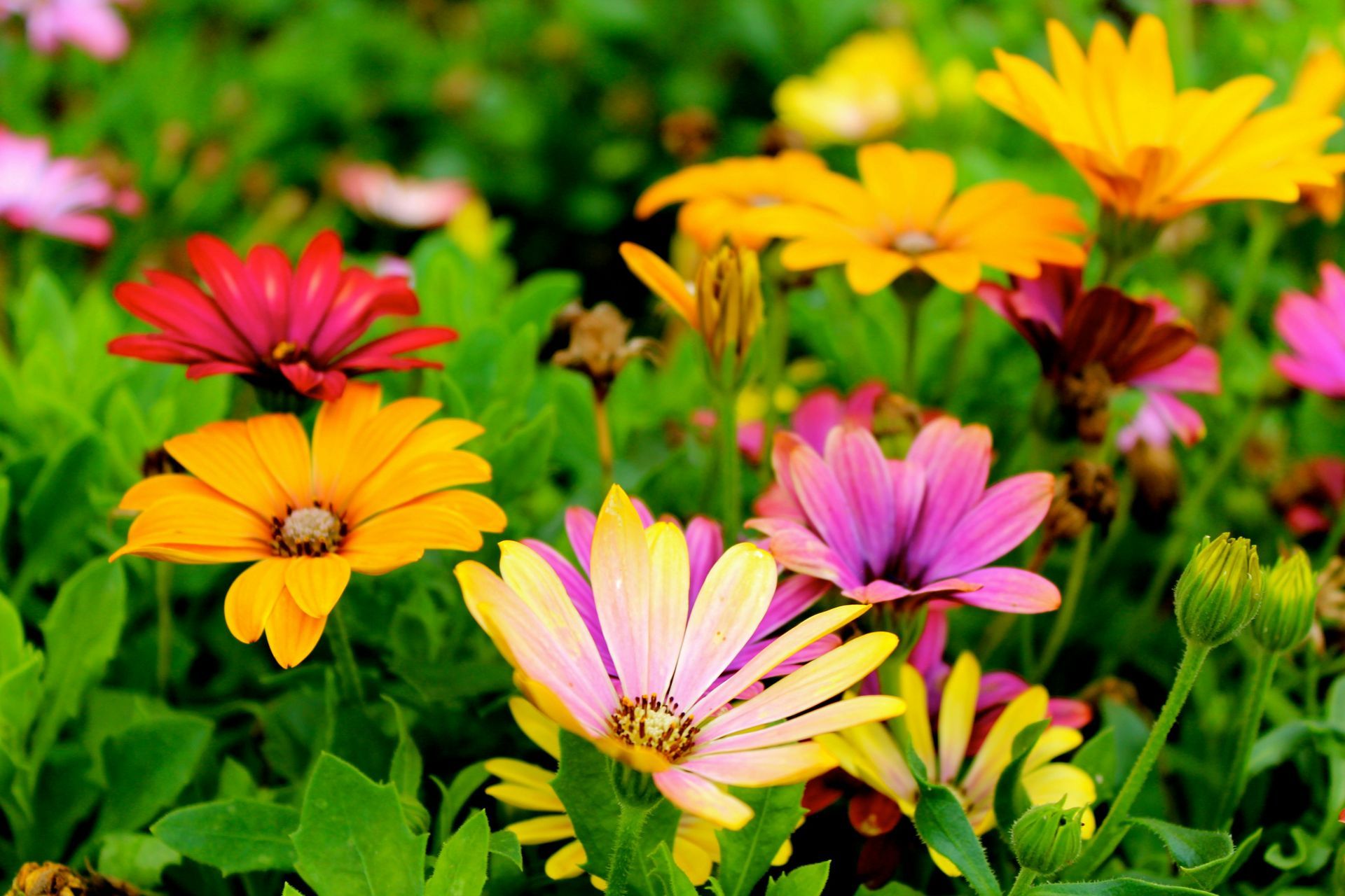 Un mazzo di fiori colorati cresce nell'erba