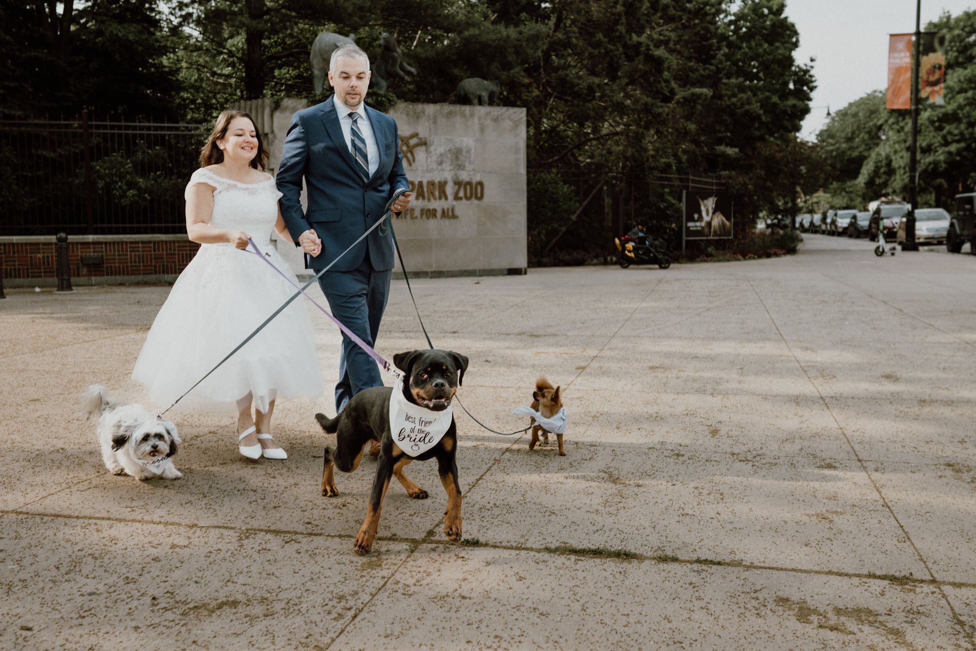 Newlyweds at a zoo walk dogs on leashes; the bride wears white, groom in a suit, with a sign in the background.