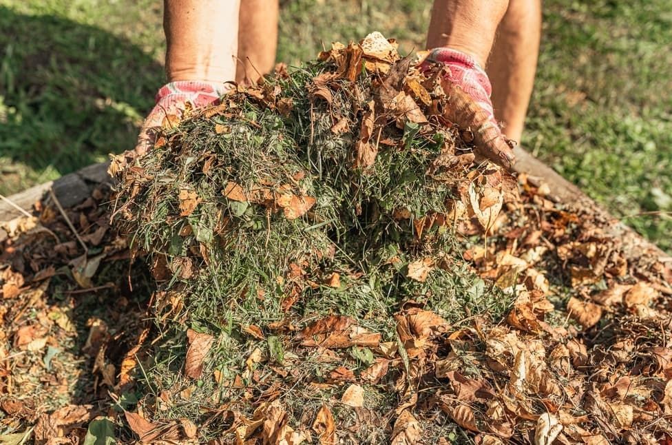 A Person Is Holding A Pile Of Leaves In Their Hands — Blondies Bins in Ooralea, QLD