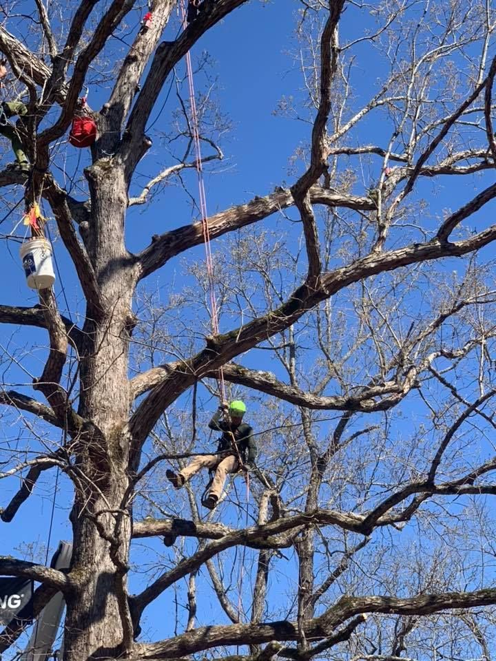 Tree Trimming Houston