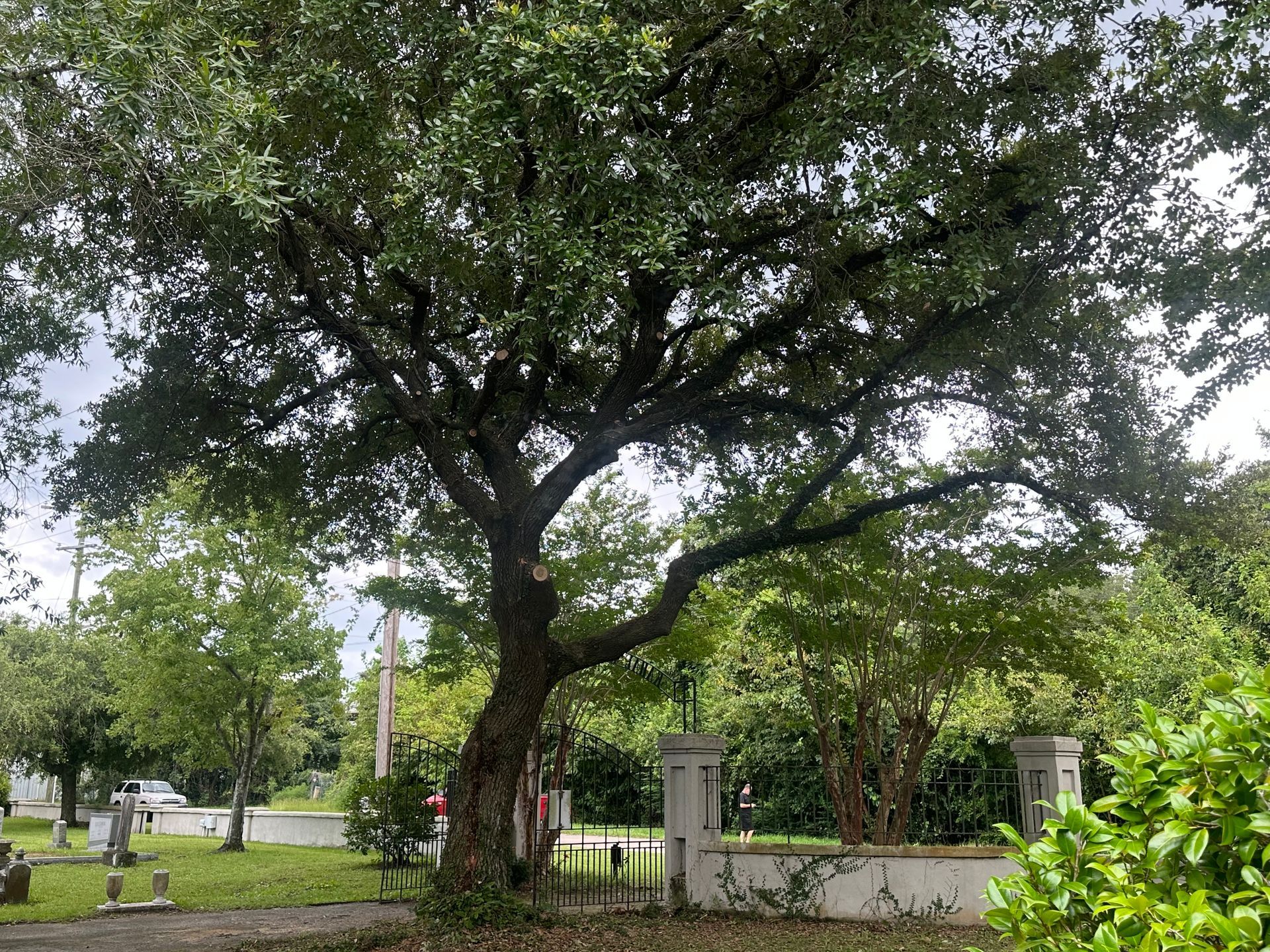 Tree Health TX Houston