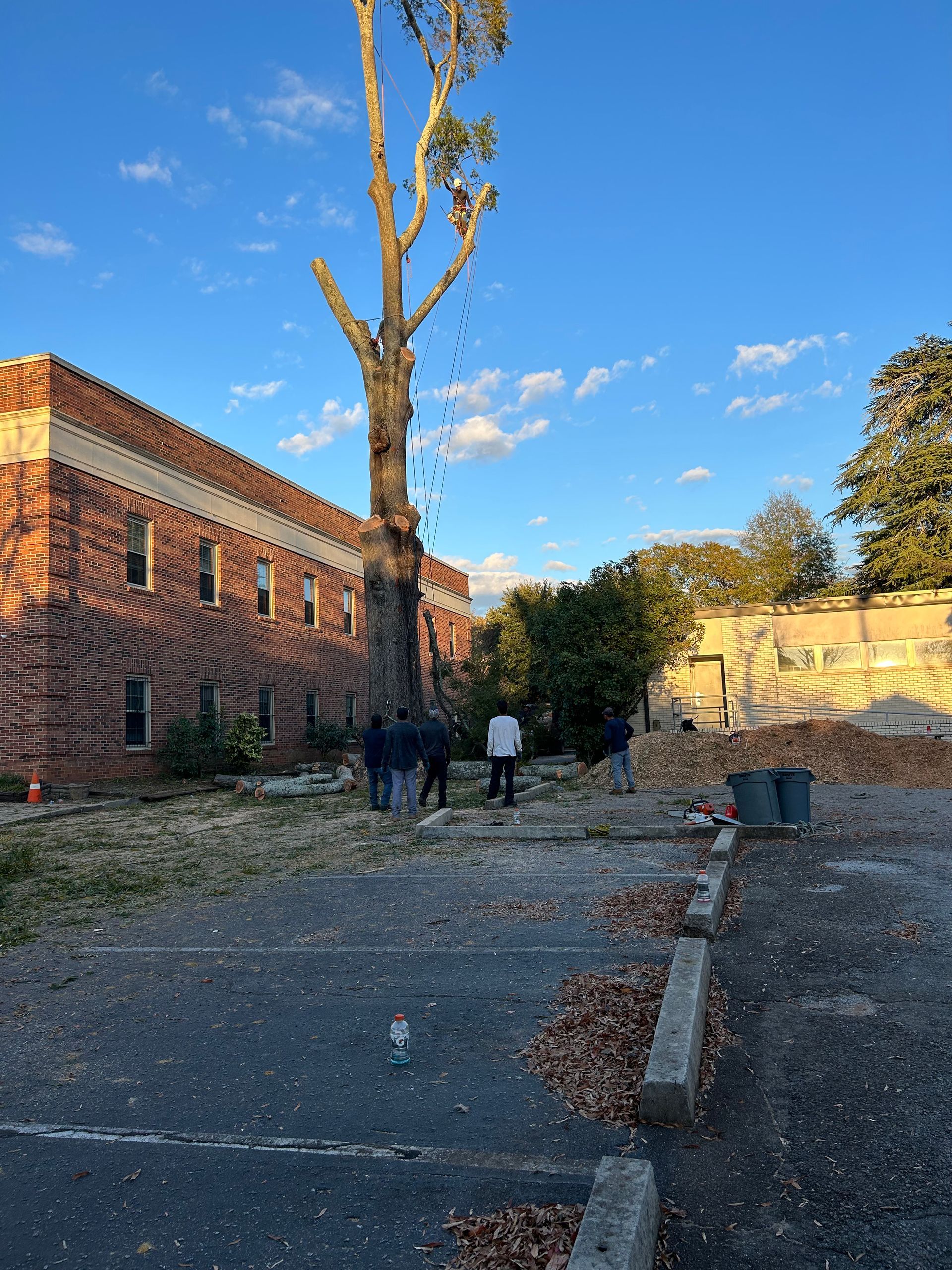 Tree Removal TX Houston
