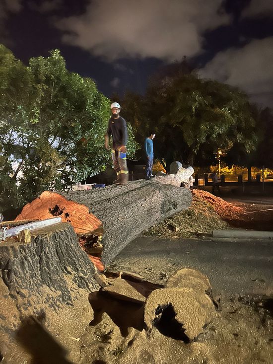 Emergency Tree Removal TX Houston