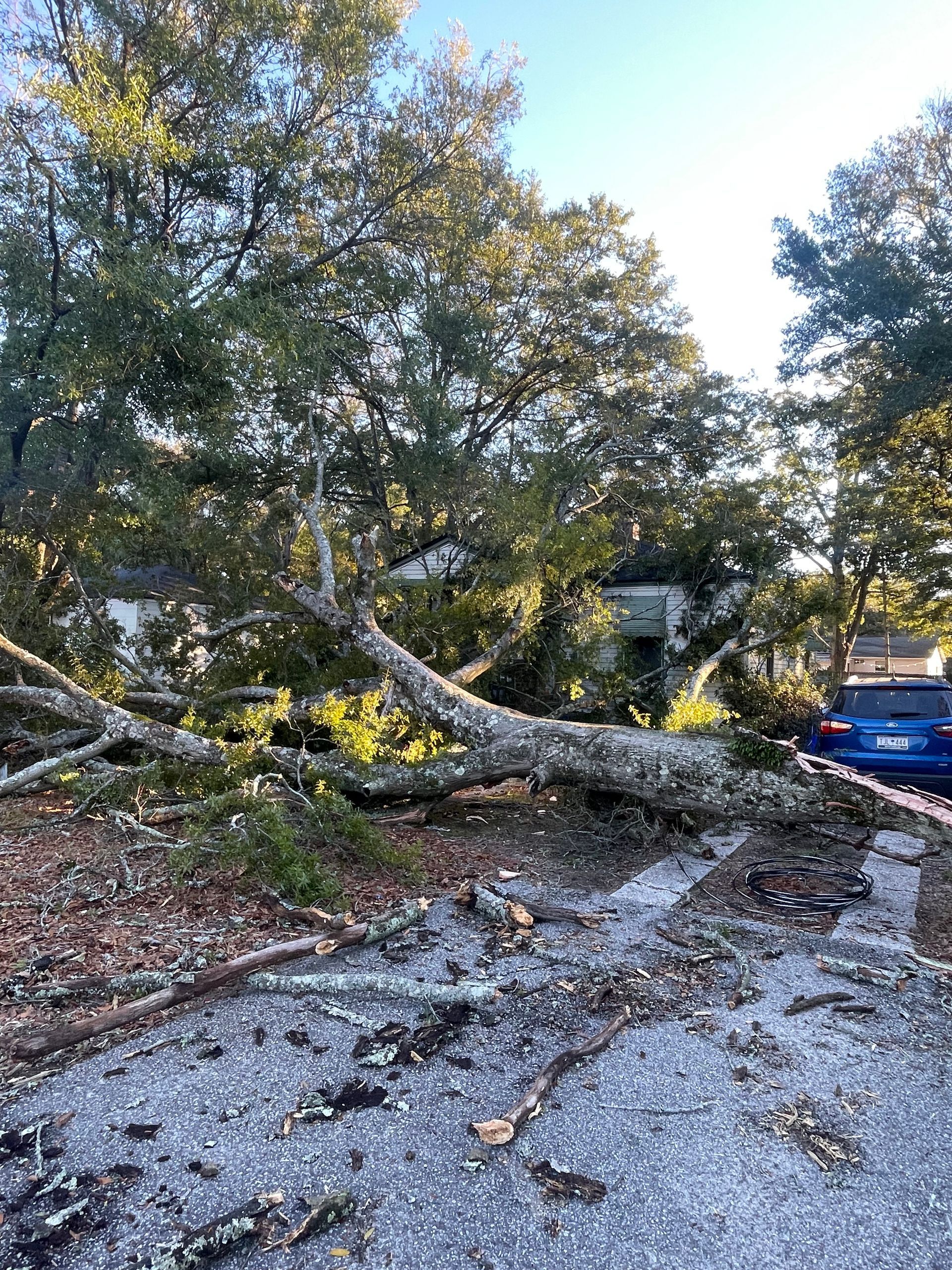 Tree Service TX Houston