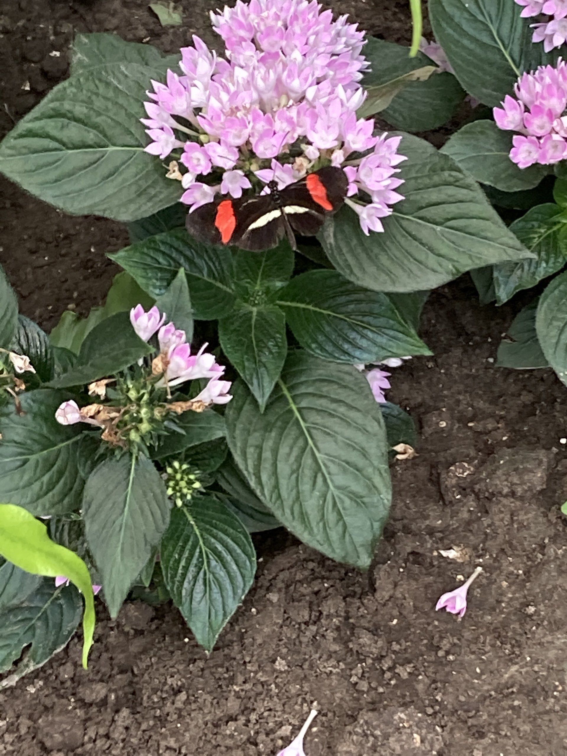 Vlindertuin Orchideeën hoeve