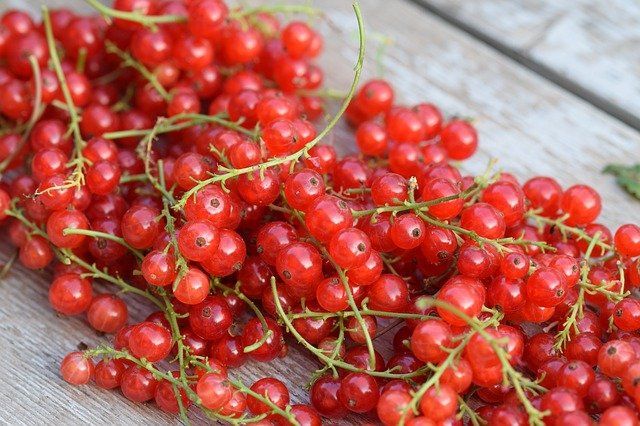 Groenten en fruit uit de moestuin, dit doen wij ermee
