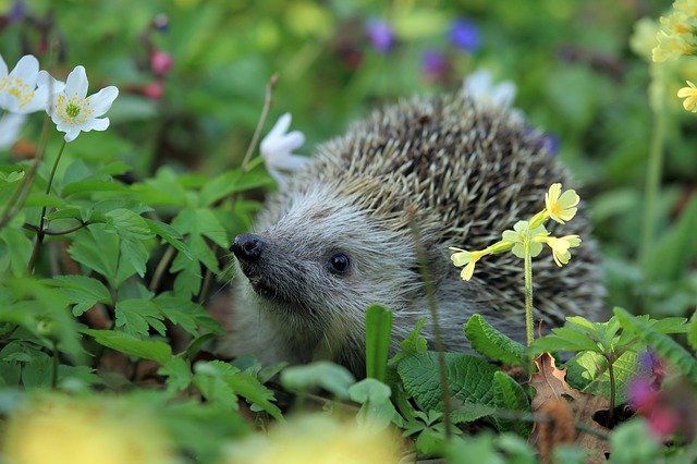5 redenen waarom wij kiezen voor een groene tuin