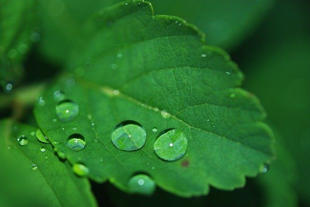 Een groene tuin