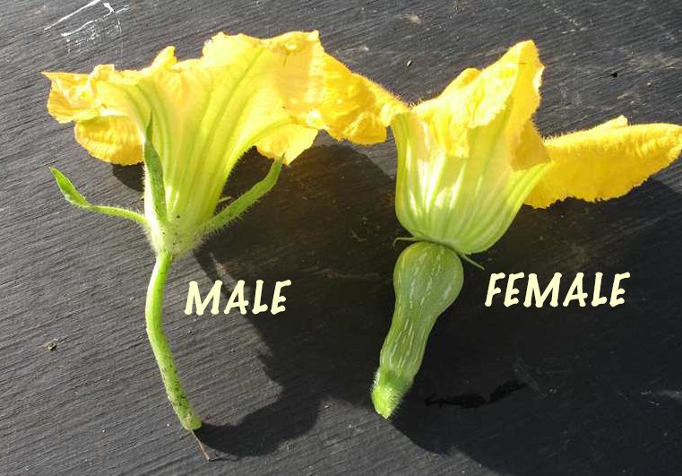 Male/Female Blooms Squash/Gourd Mizz Tizzy’s Weeds and Seeds