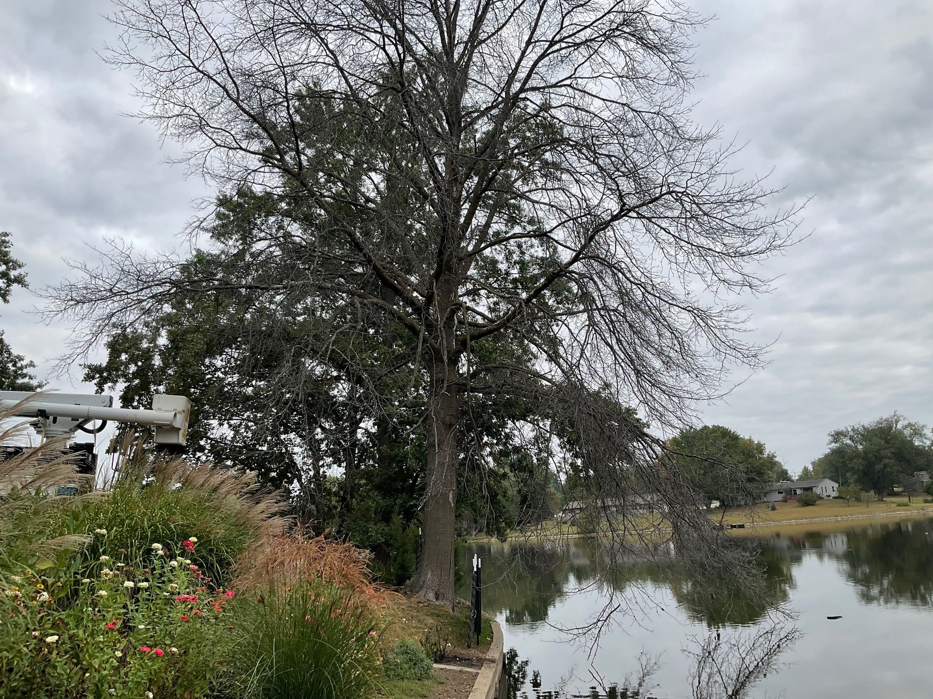 A tree is standing next to a body of water.