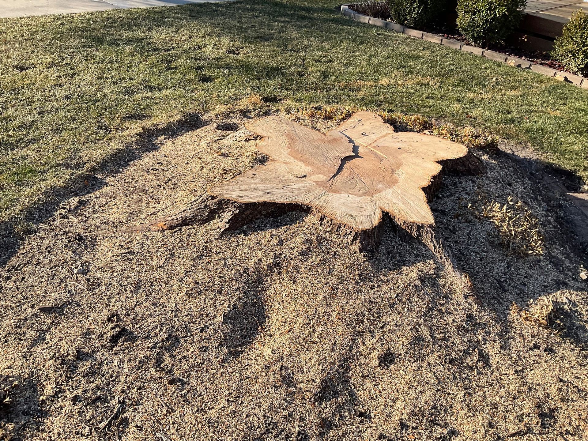 A tree stump is sitting in the middle of a lush green lawn.