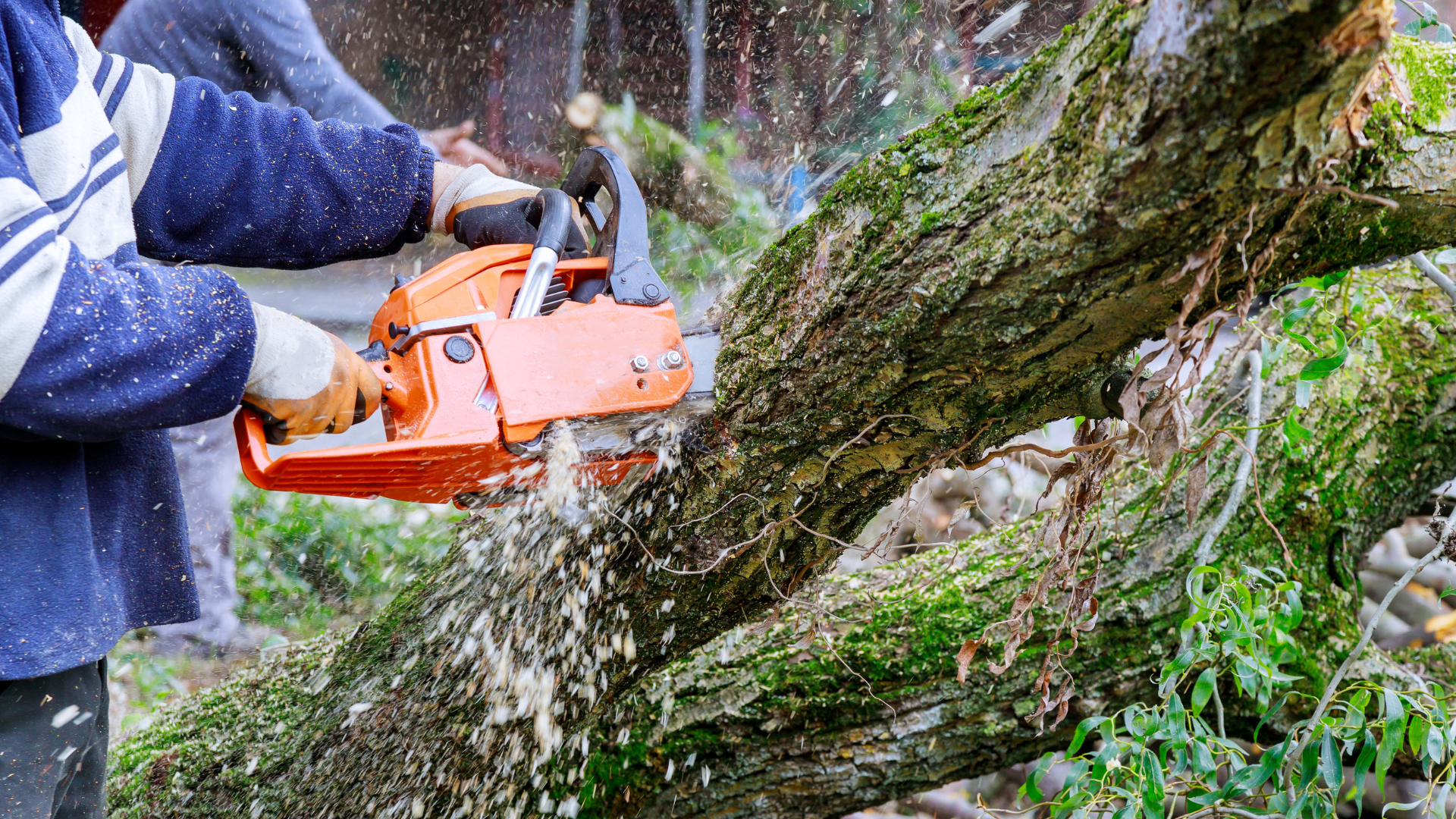 professional cleanup for storm damaged tree near a home