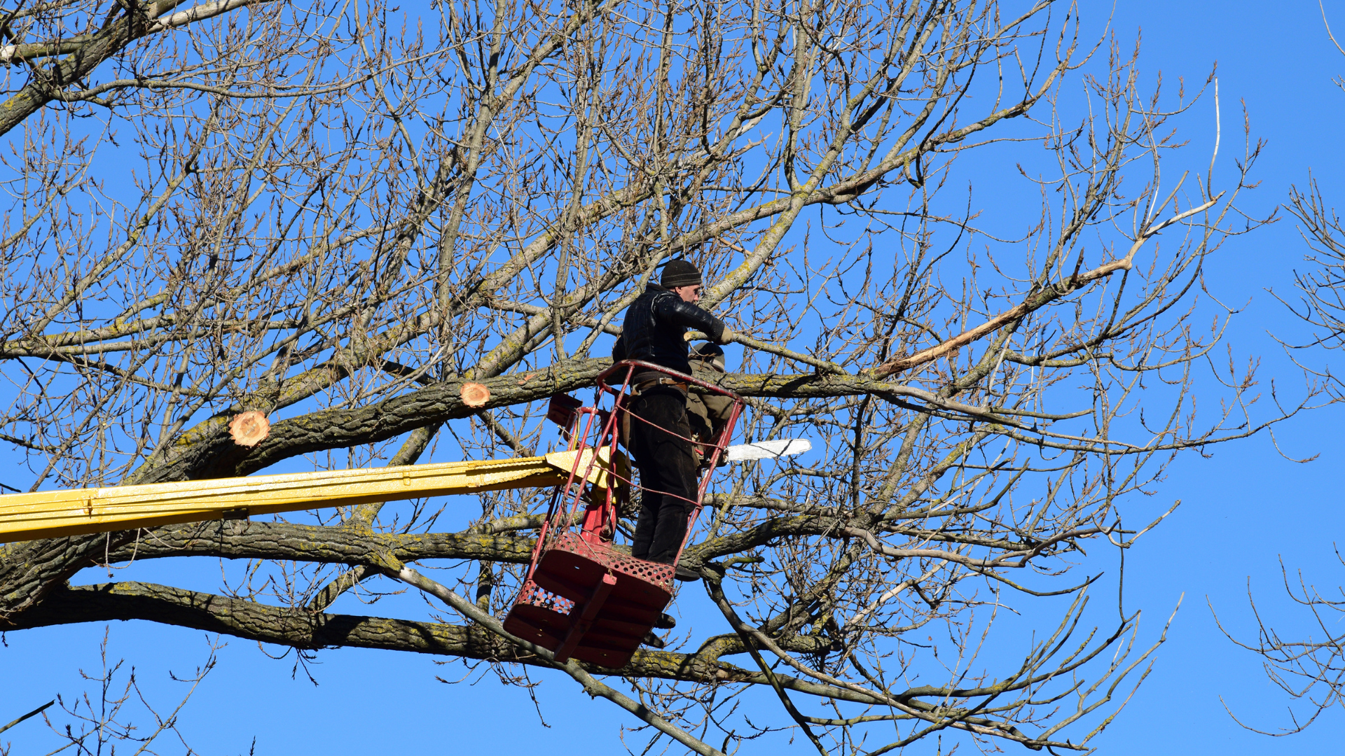 tree pruning to help prevent storm damage