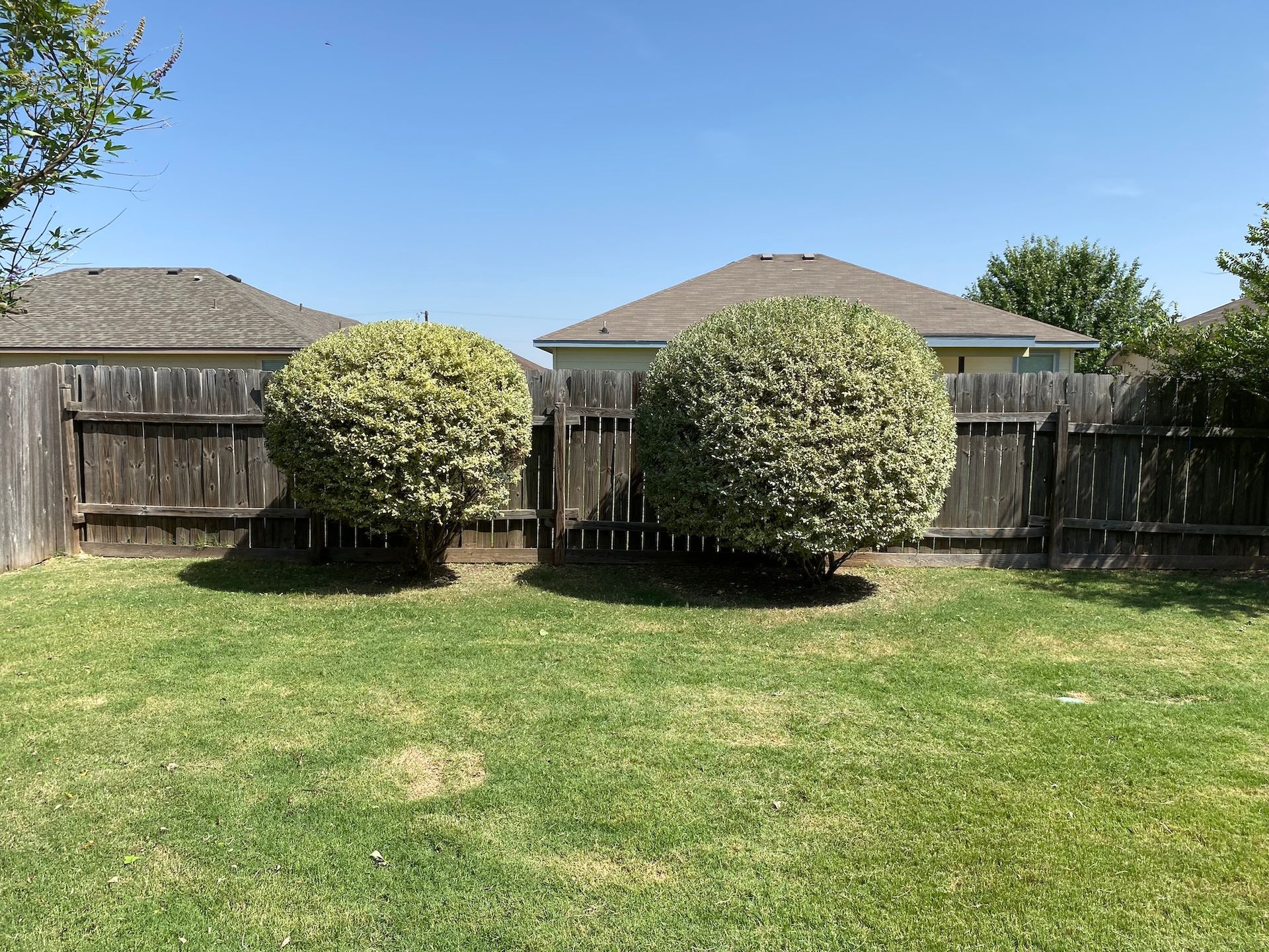 a backyard with a wooden fence and bushes in front of it .