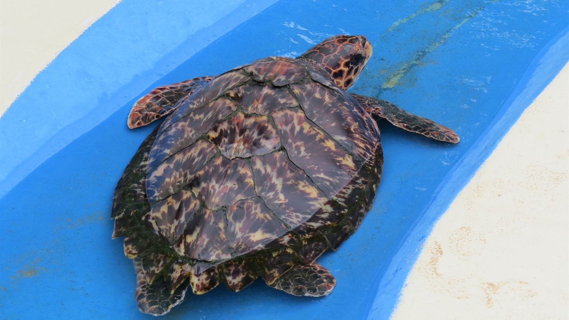 Temporada das tartarugas marinhas