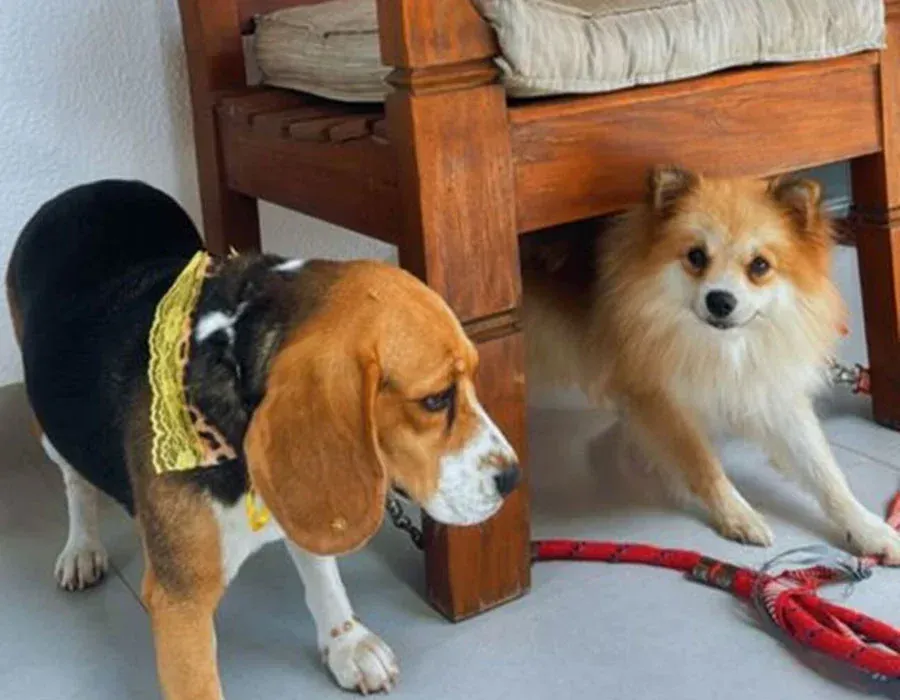Espaço Pet Friendly