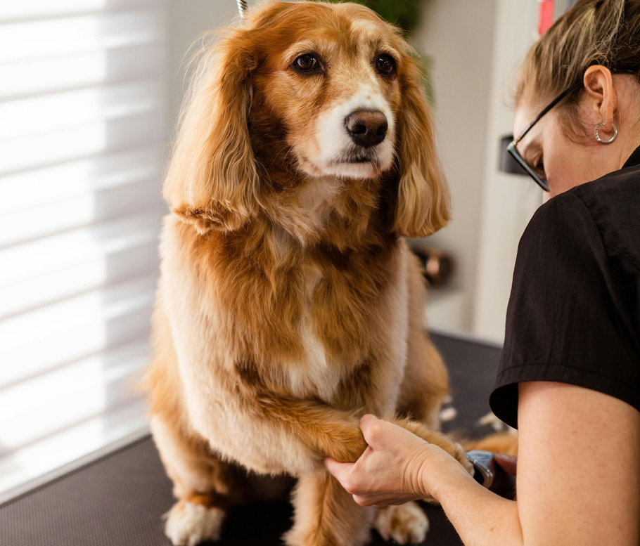 Close-up of a cocker spaniel during a grooming session