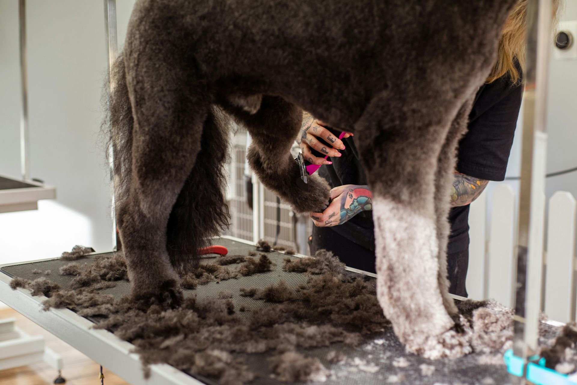 Professional groomer de-shedding a large dog's paw