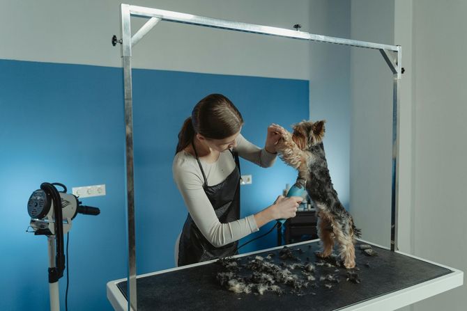 Professional groomer using clippers on a dog in a studio