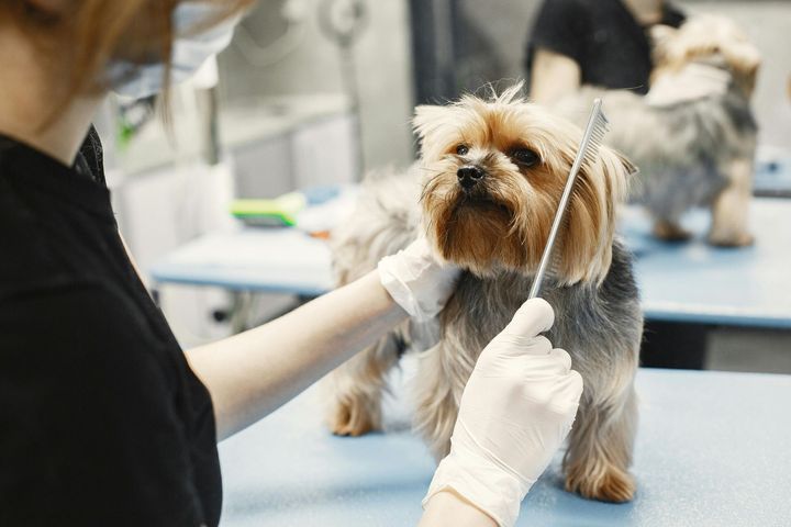 Small dog getting a precise facial trim by a groomer